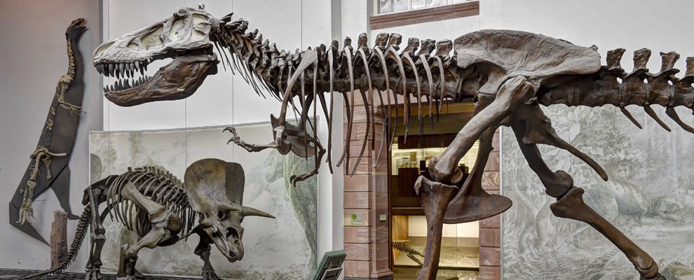 Frankfurt_Senckenberg_Tyrannosaurus rex-Triceratops-Plateosaurus_KQ.jpg